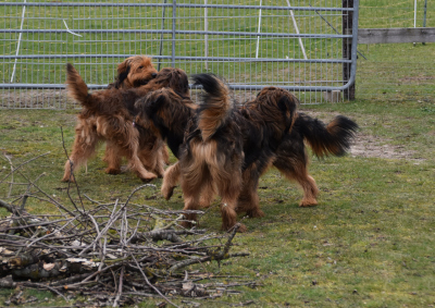 Wurftreffen Stuevenest