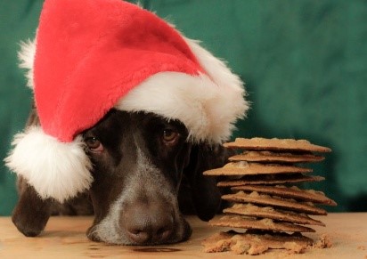 hund kekse weihnachten