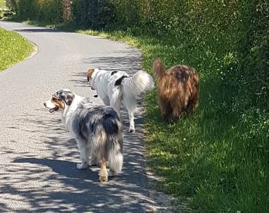 Sam und sein neues Rudel