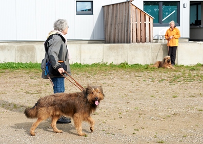 Zuchtzulassung in Schaalby 2019