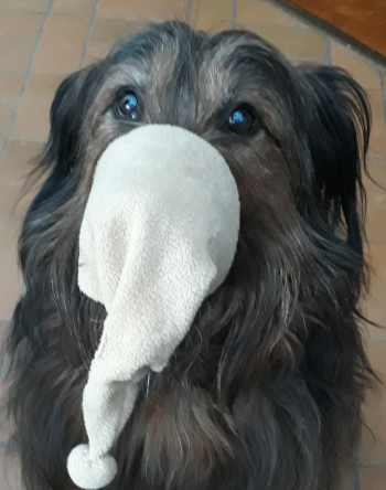 Jay-Skyler vom Schlichtenfelde mit Mundschutz