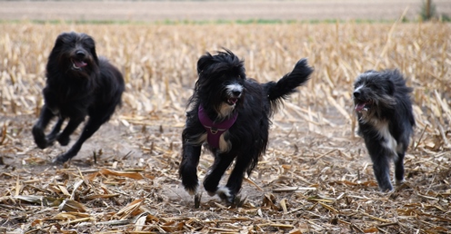 Rani, Ronja und Rando (Oskar)