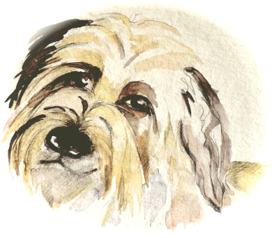 Titelbild Theo - Hund ohne Schirm