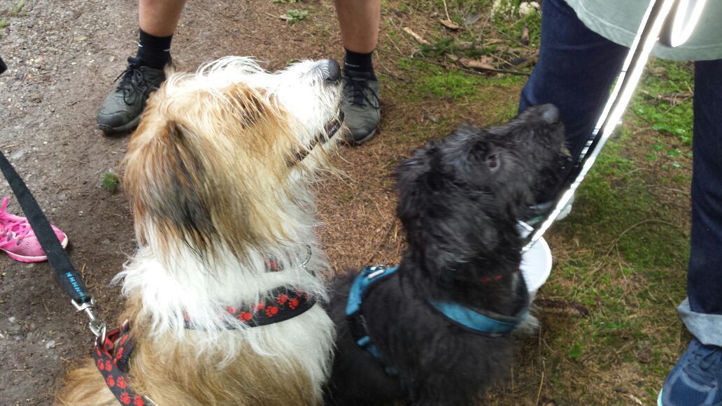 Onya und Runa wollen starten Onya und Runa warten auf den Spaziergang