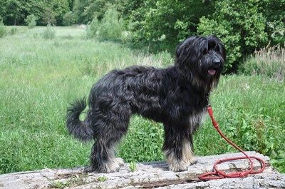Olina vom Auehof Hund