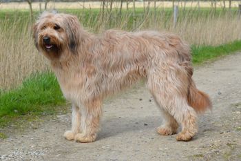 Nelke vom Wolfsmeer Hund