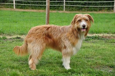 Olga Bay (Malou) vom Löwenzahn Hund