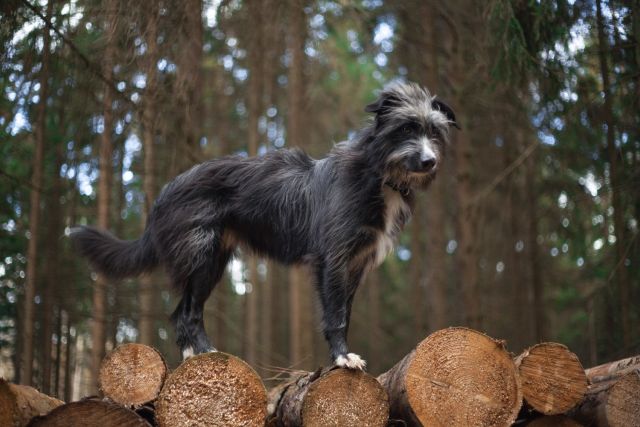 Quba (Nera) vom Birkenhain Hund