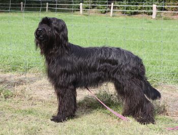 Nicki (Pepper) vom Birkenhain Hund