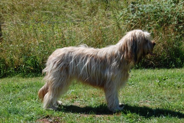 Magloires Abby (Elli) Hund