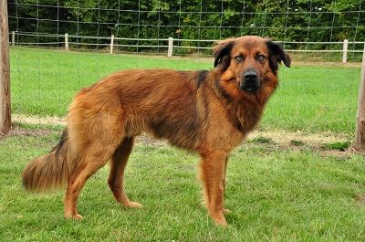 Omega (Youry) von den Rißauen Hund