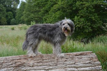Kimi von der Wellerburg Hund
