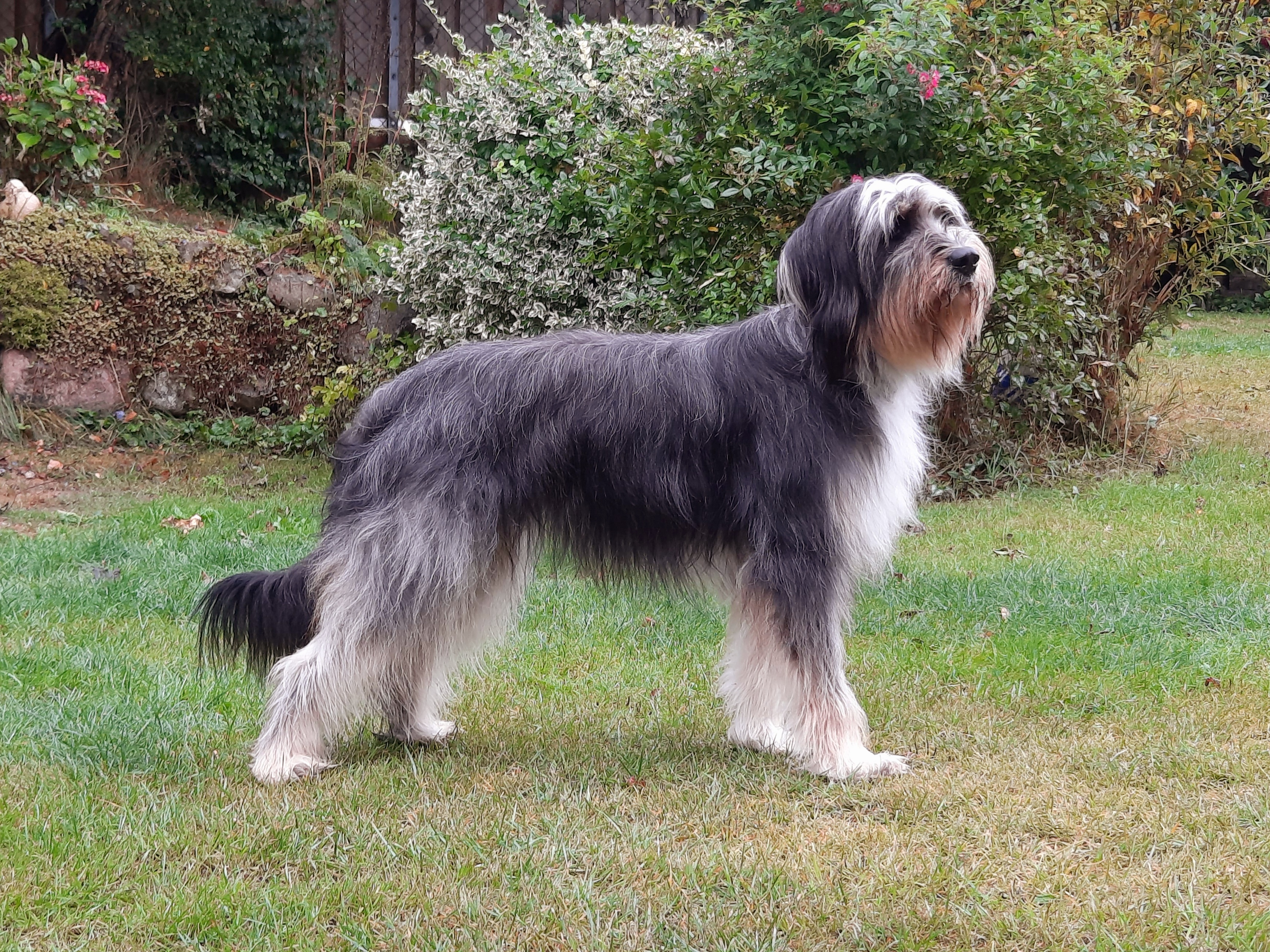 Udine-Lilly vom Höfeweg Hund