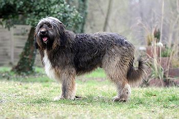 Lancelot von den Rißauen Hund