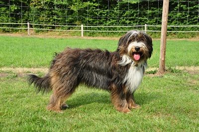 Olivia vom Lindort Hund