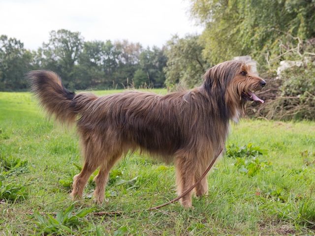 Rocky (Lucky) von der Villa Kunterbunt Hund