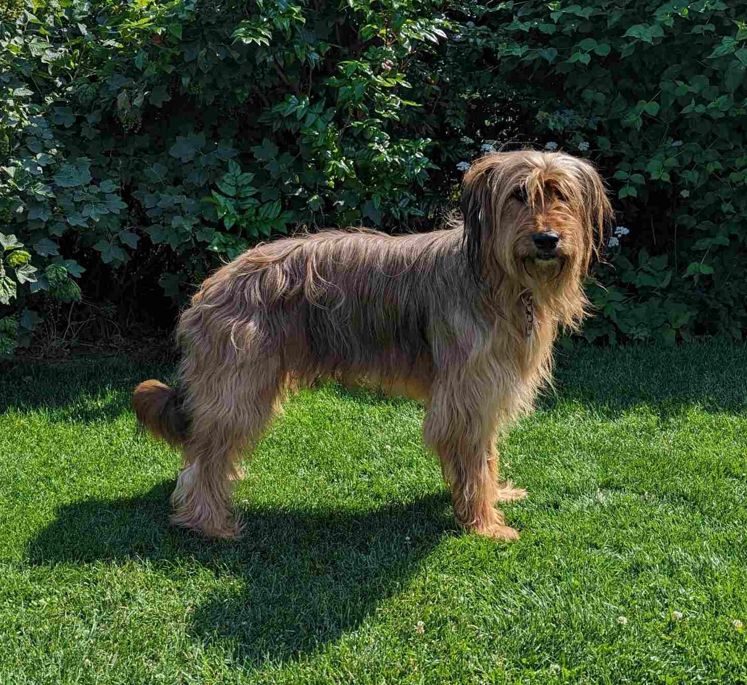 Viooltje vom Niesetal Hund