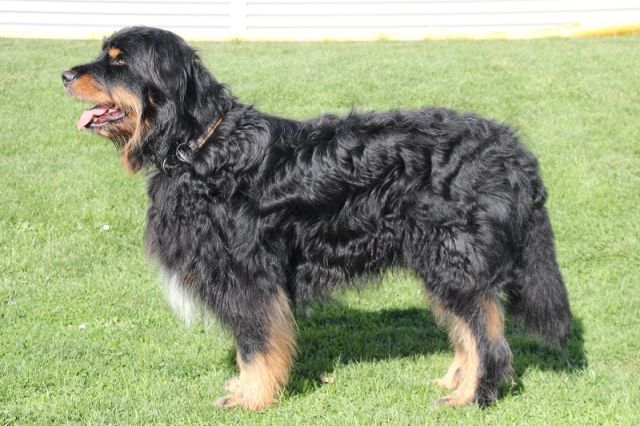Aljoscha von der Stever Hund