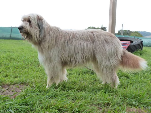 Riekje (Luna) vom Wolfsmeer Hund