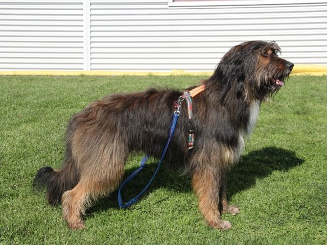 Oakley von den Rißauen Hund