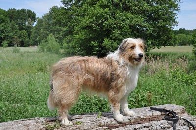 Ooljee-Eyota (Bikkja) vom Bastenwald Hund