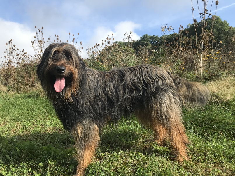 Tonka vom Löwenzahn Hund