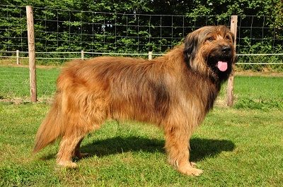 Jay-Skyler vom Schlichtenfelde Hund