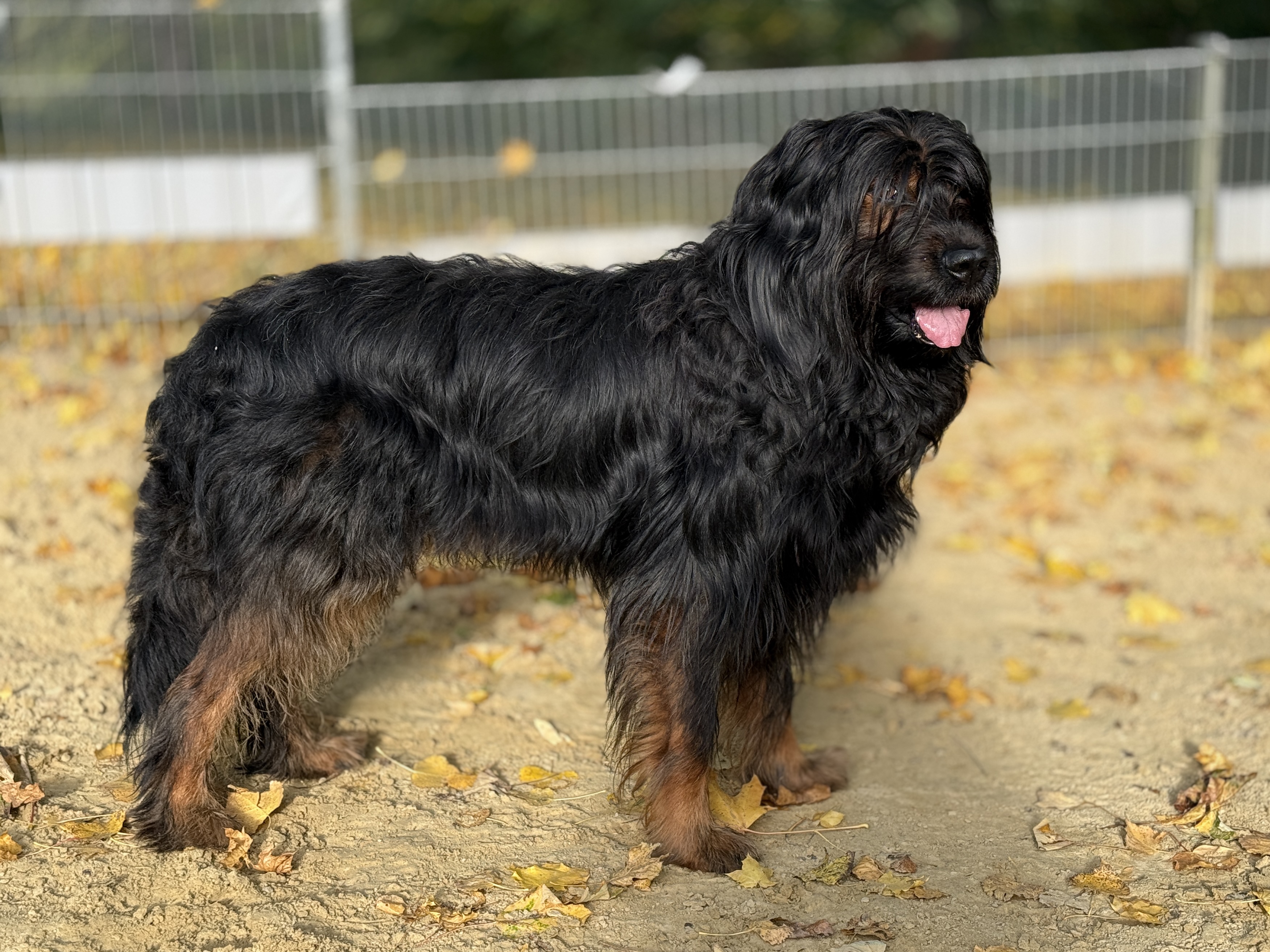 Schröder vom Stüvenest Hund