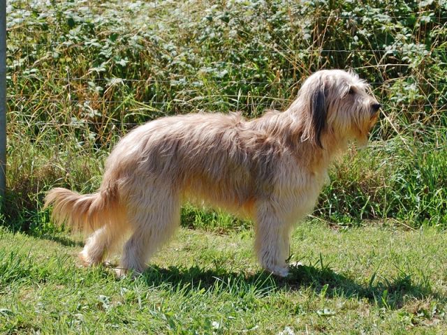 Oxana von den Rissauen Hund