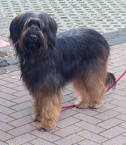 Scully vom Stüvenest Hund