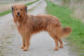 Nuka (Emil) von der Villa Kunterbunt Hund