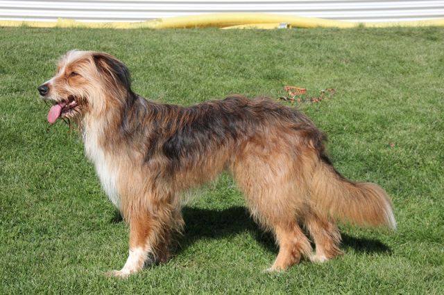 Abby-Minou von der Straubenhalde Hund