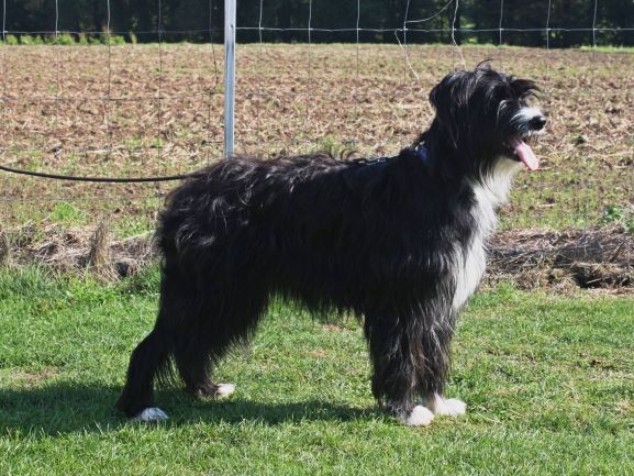 Ronja vom alten Kotten Hund