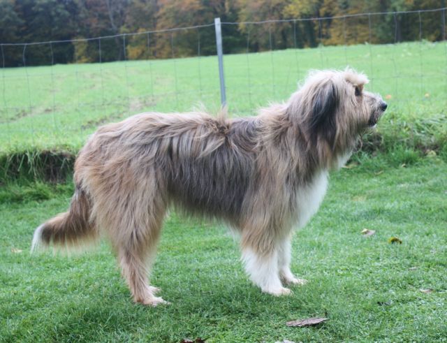 Romy (Ronja) vom Wolfsmeer Hund
