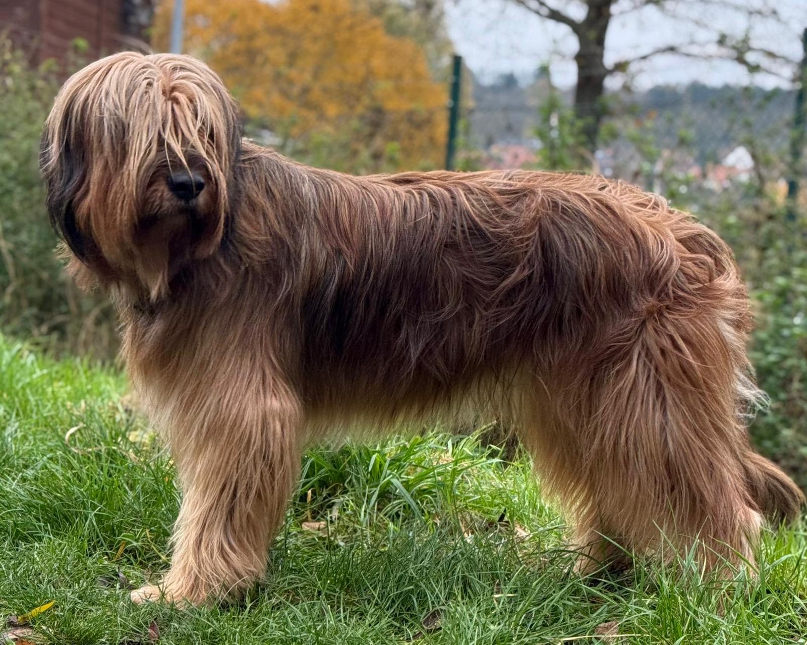 Daja vom Lummerland Hund