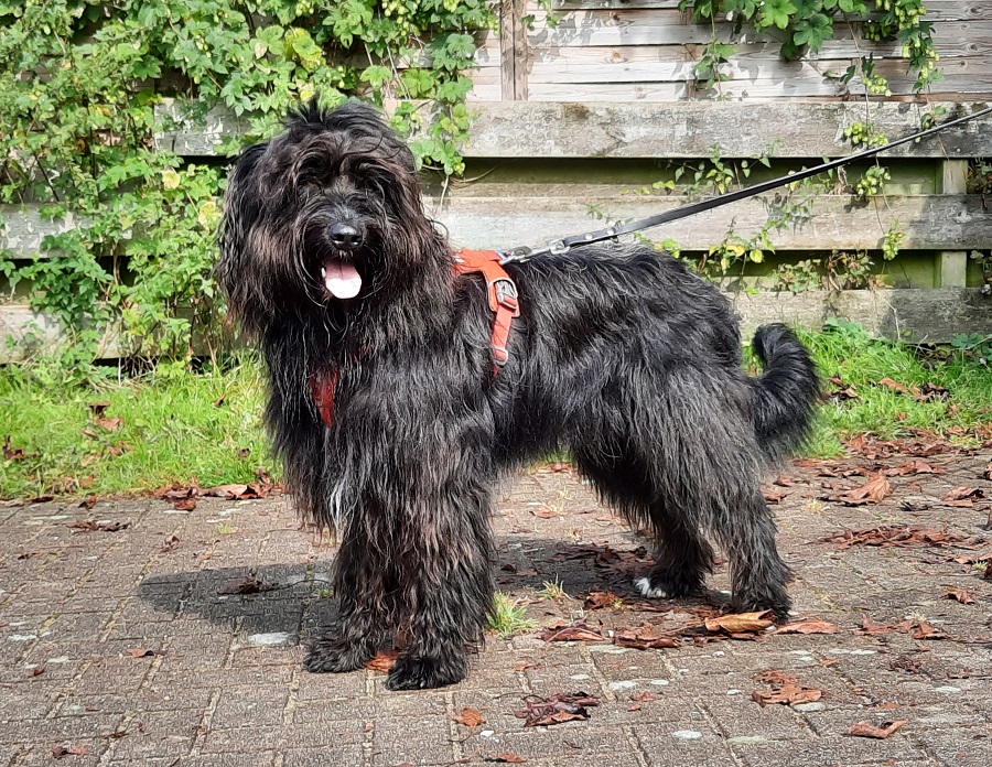 Tobago (Rapper) vom alten Kotten Hund