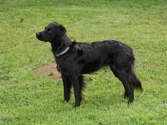 Pauli vom Birkenhain Hund