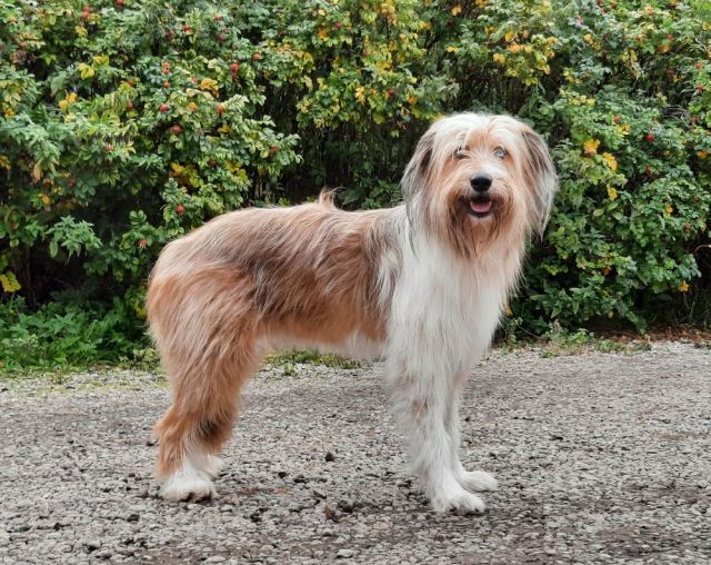 Sally vom Höfeweg Hund