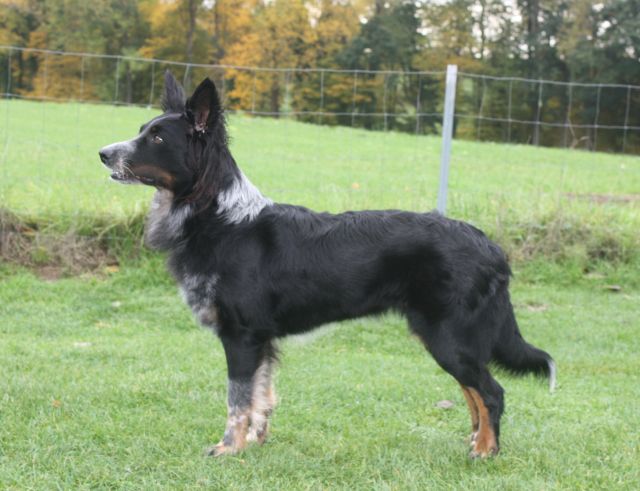 Quesada vom Löwenzahn Hund