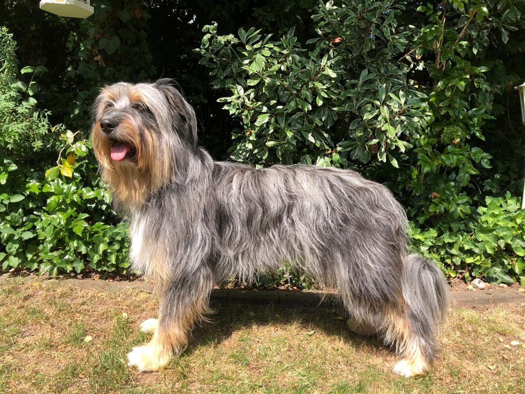 Uluna (Pebbles) vom Auehof Hund