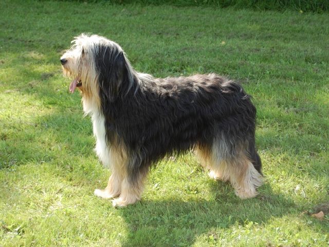 Cinco von der wilden 13 Hund