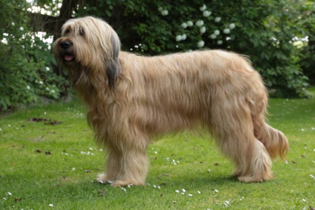 Magloires Abby (Elli) Hund