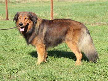 Janus vom Dänischen Wohld Hund