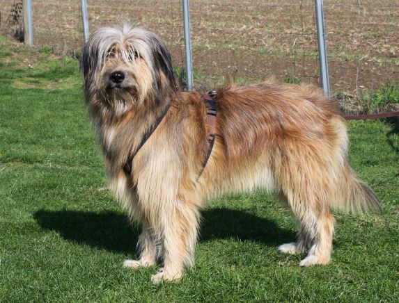 Rosabella (Jaz) vom alten Kotten Hund