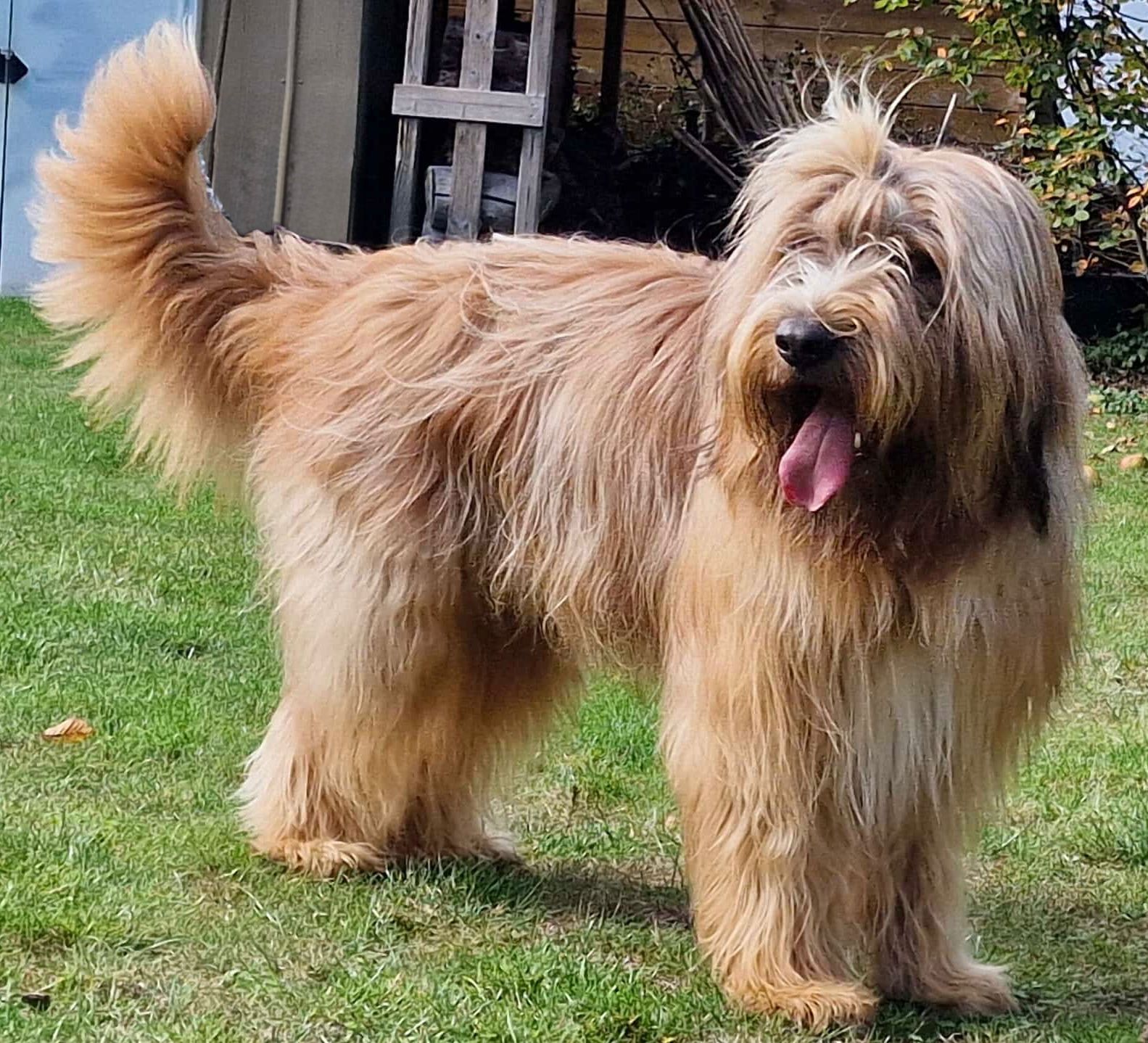 Elton vom Lummerland Hund