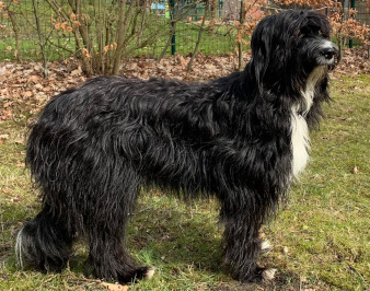 Rosi (Polly) vom alten Kotten Hund