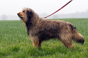 Jupp (Sam) vom Dänischen Wohld Hund