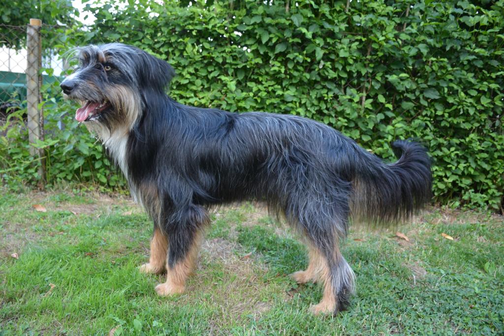 Umia vom Auehof Hund