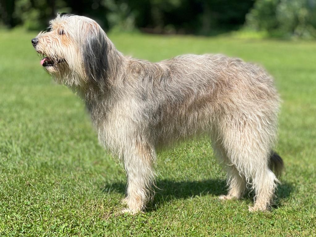 Sue (Lea) von der Nellenburg Hund