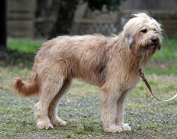 Kjell von der Wellerburg Hund